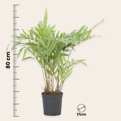 Florastore Künstliches Phlebodium – Höhe 80Cm