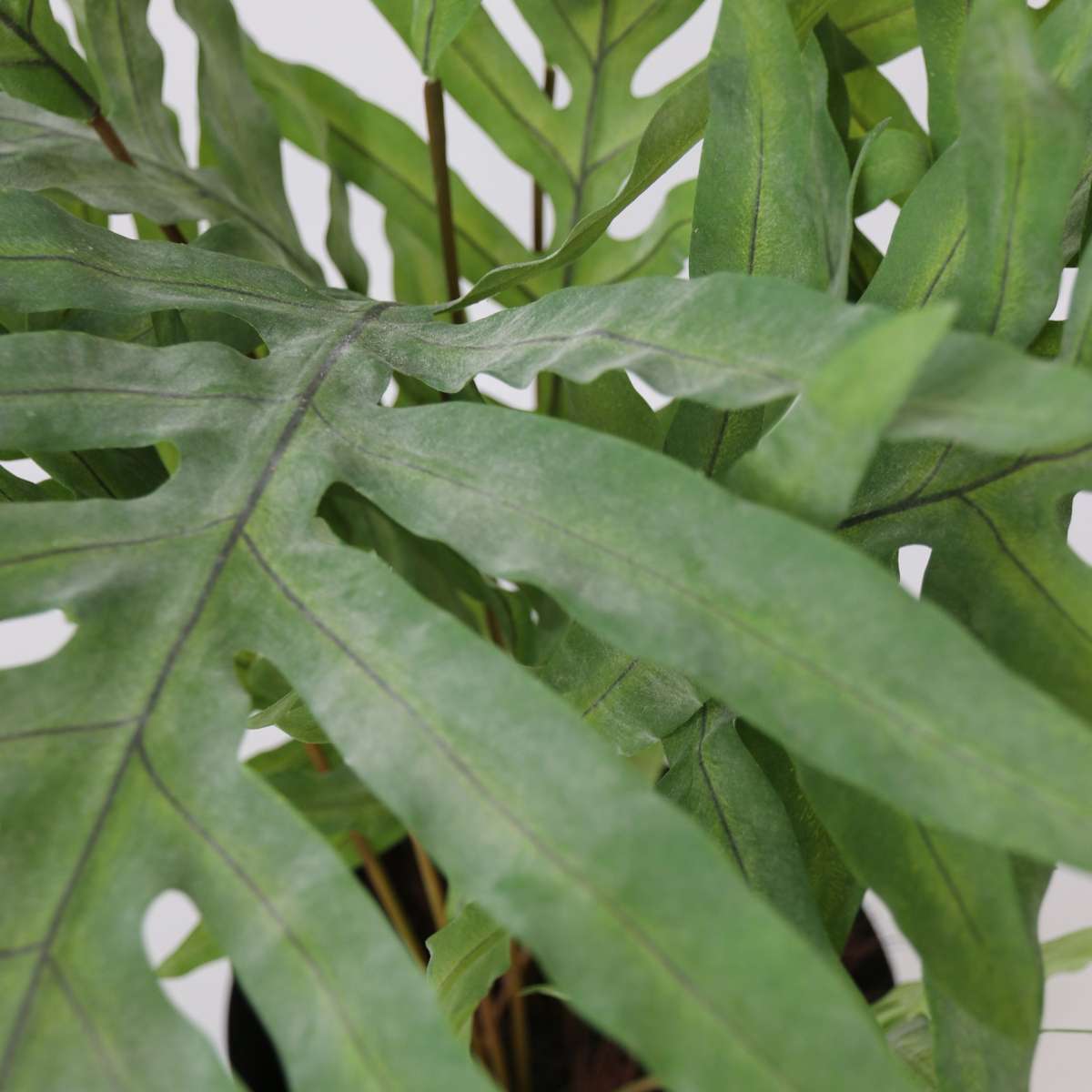 Florastore Künstliches Phlebodium – Höhe 80Cm