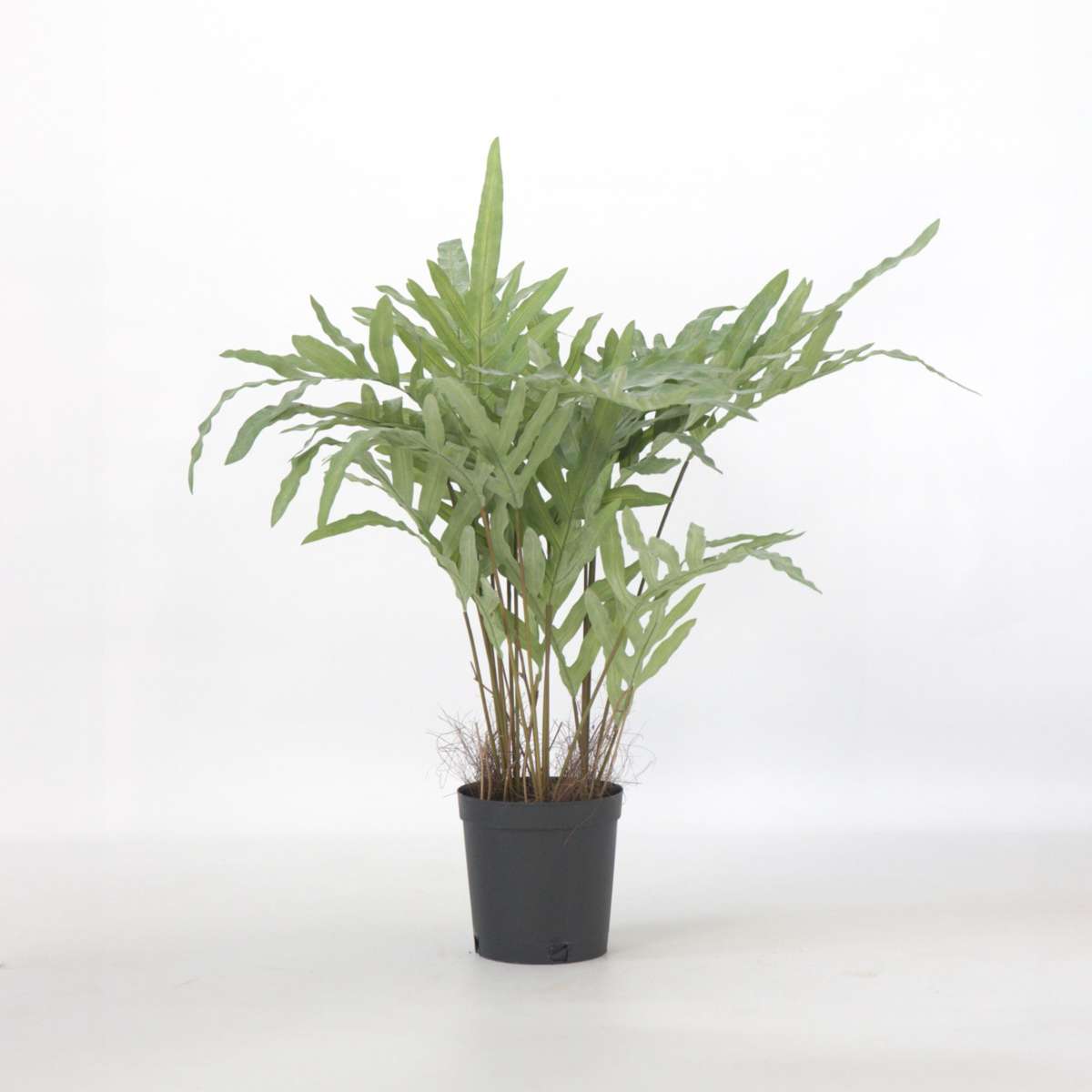 Florastore Künstliches Phlebodium – Höhe 80Cm