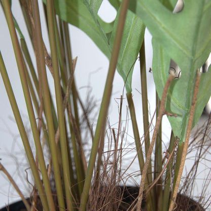 Florastore Künstliches Phlebodium – Höhe 80Cm