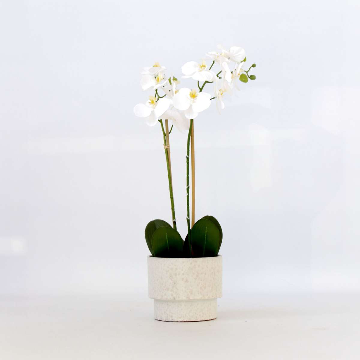 Florastore Künstliche Phalaenopsis-Orchidee – Höhe 55Cm