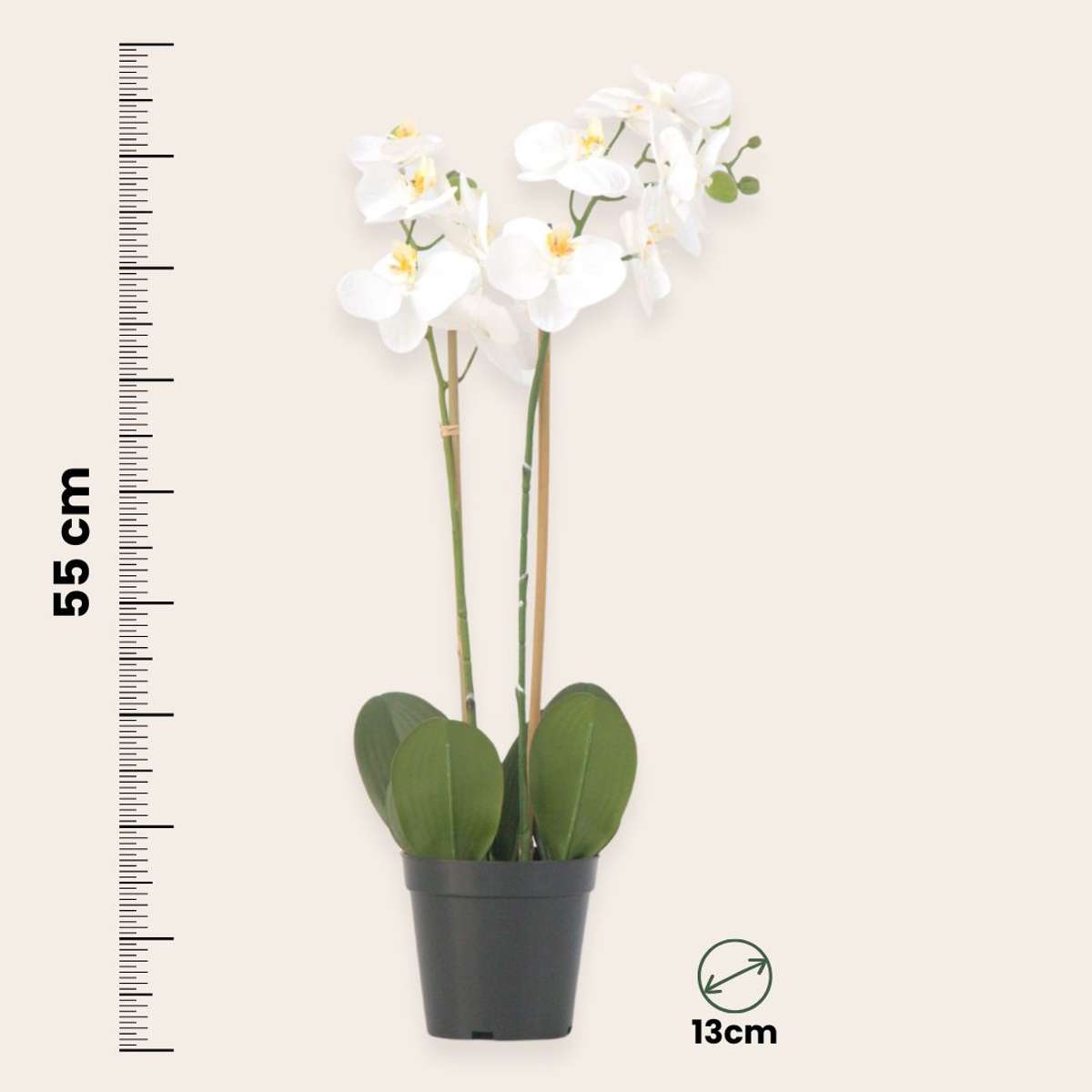 Florastore Künstliche Phalaenopsis-Orchidee – Höhe 55Cm