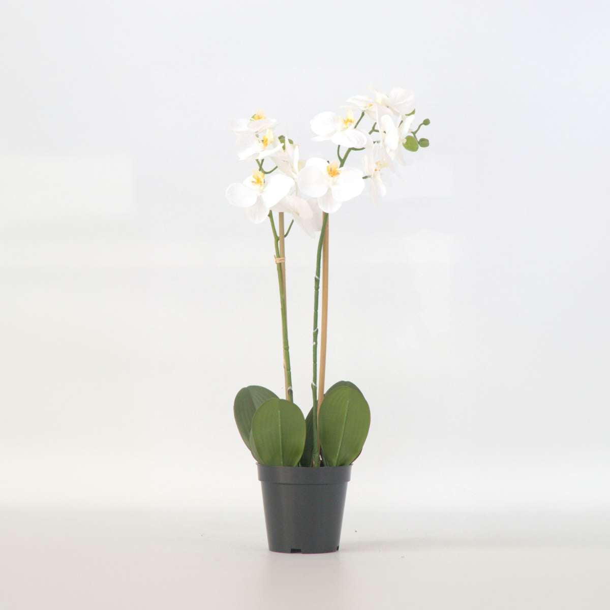 Florastore Künstliche Phalaenopsis-Orchidee – Höhe 55Cm