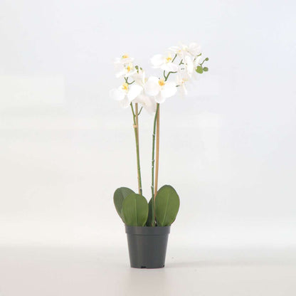 Florastore Künstliche Phalaenopsis-Orchidee – Höhe 55Cm