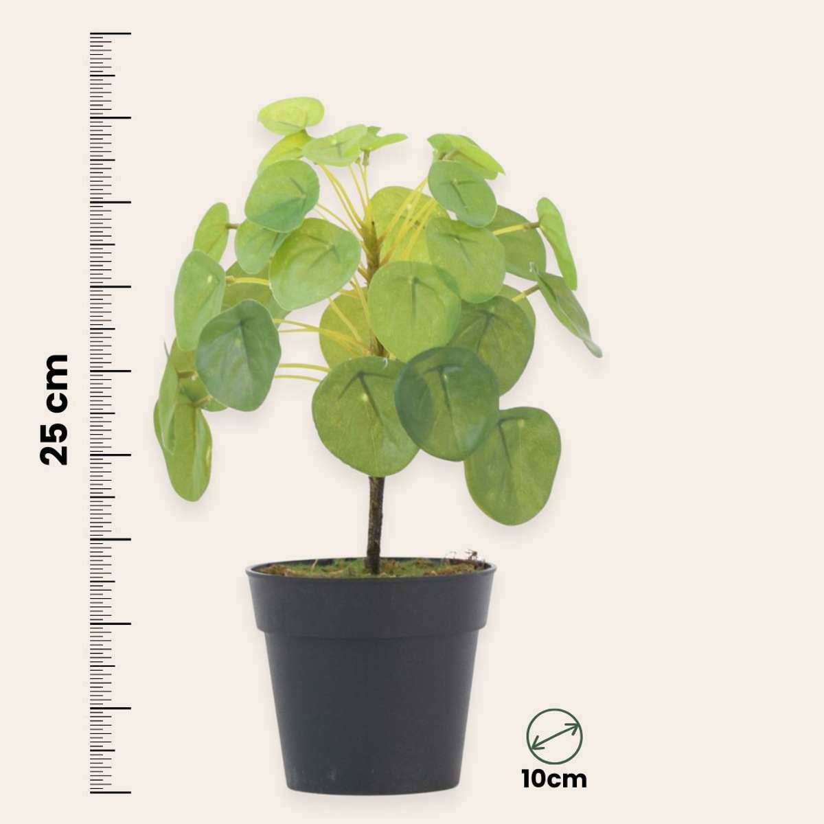 Florastore Künstliche Pilea Peperomioides – Höhe 25Cm