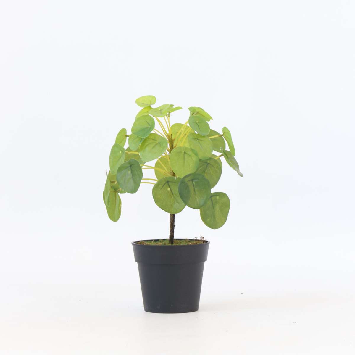 Florastore Künstliche Pilea Peperomioides – Höhe 25Cm