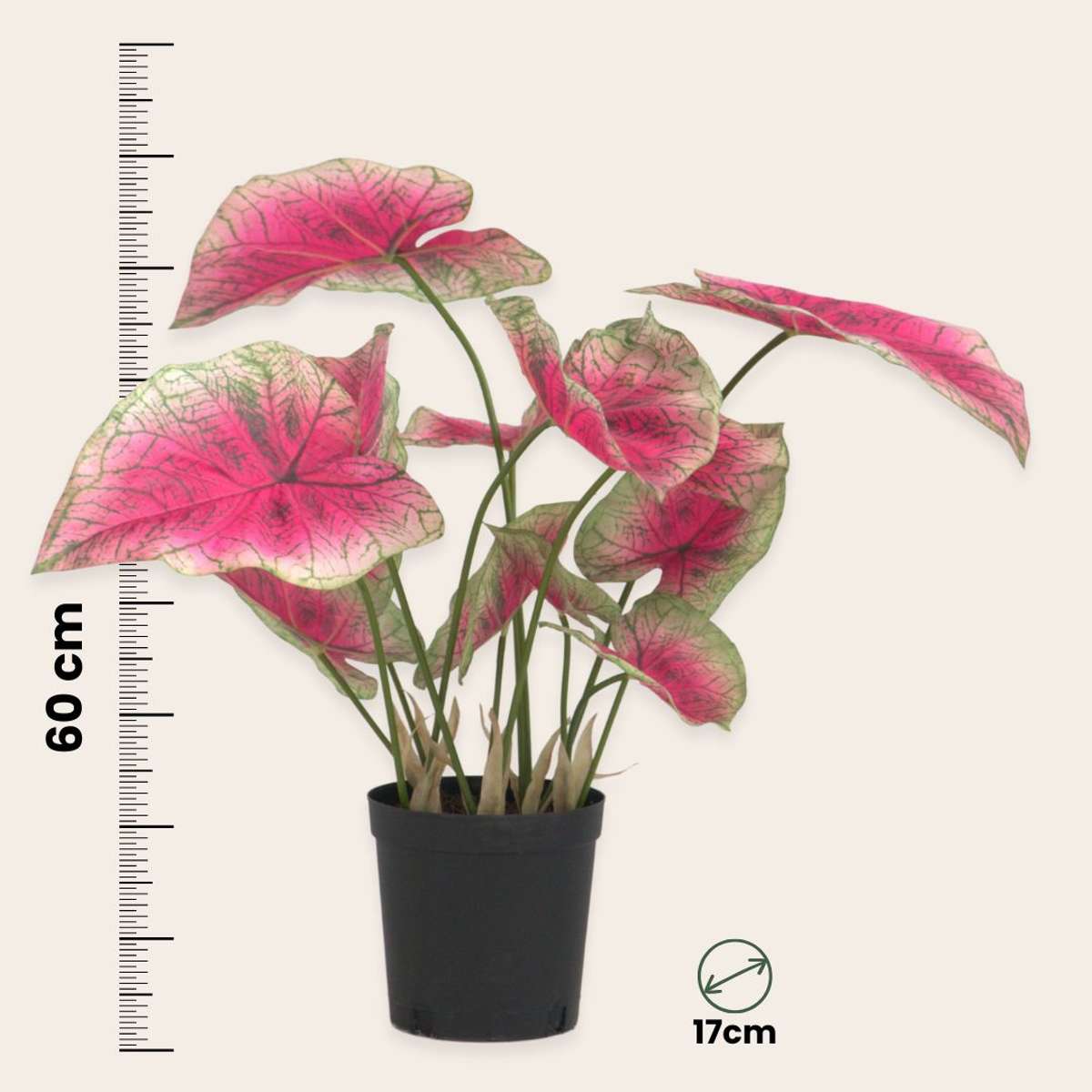 Florastore Künstliche Caladium – Höhe 60Cm