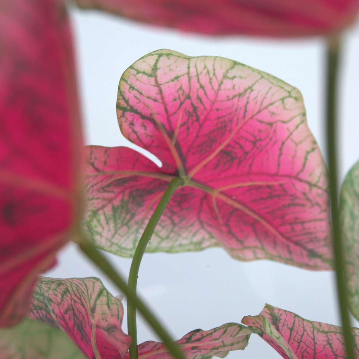 Florastore Künstliche Caladium – Höhe 60Cm