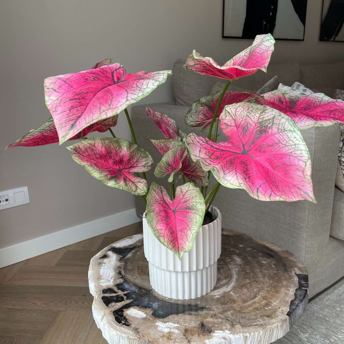 Florastore Künstliche Caladium – Höhe 60Cm