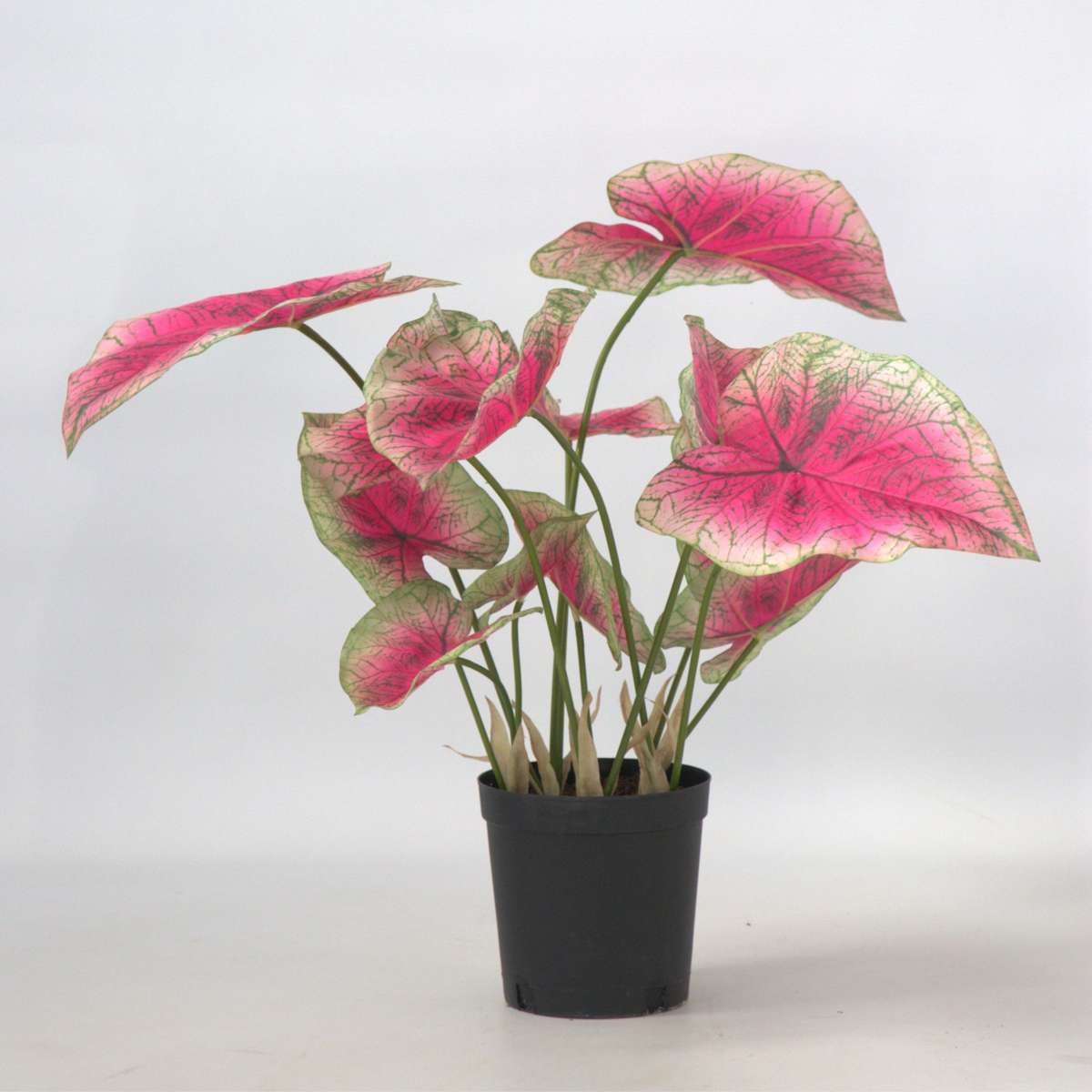 Florastore Künstliche Caladium – Höhe 60Cm