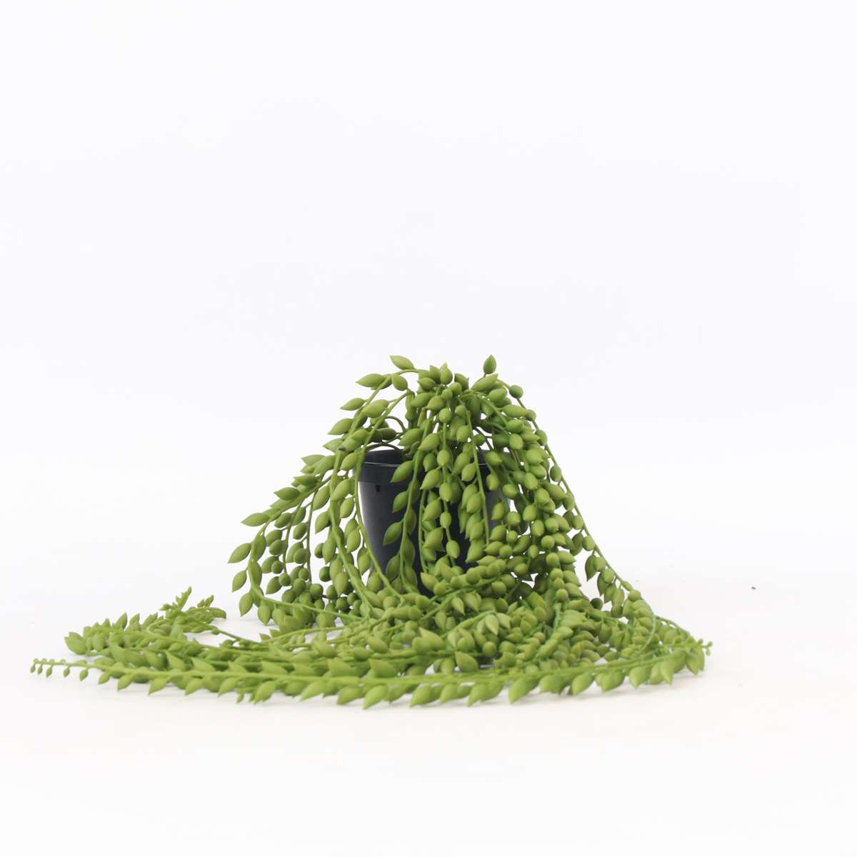 Florastore Künstlicher Senecio – Höhe 90Cm