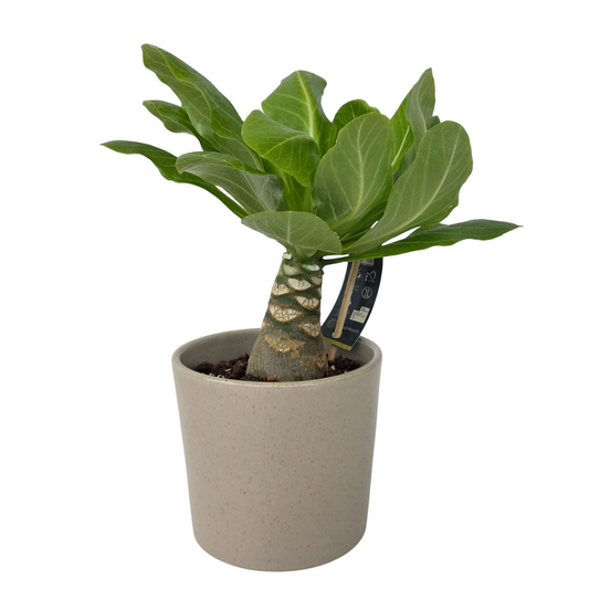 Florastore Hawaii-Palme - Brighamia Insignis - Höhe 25-35Cm - Topf 12Cm