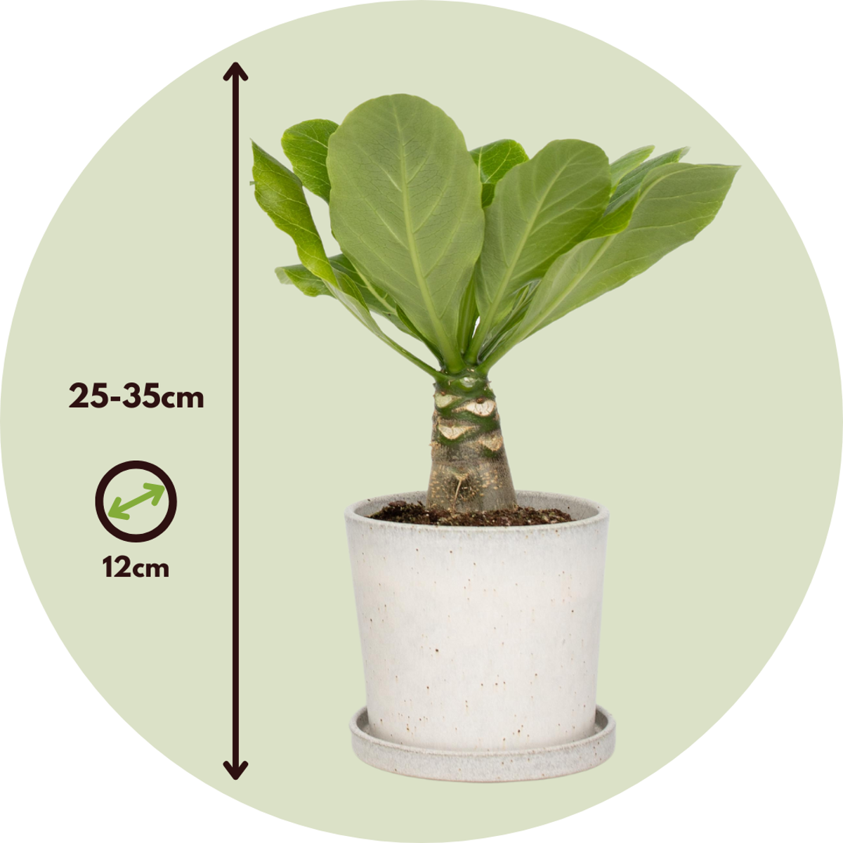 Florastore Hawaii-Palme - Brighamia Insignis - Höhe 25-35Cm - Topf 12Cm