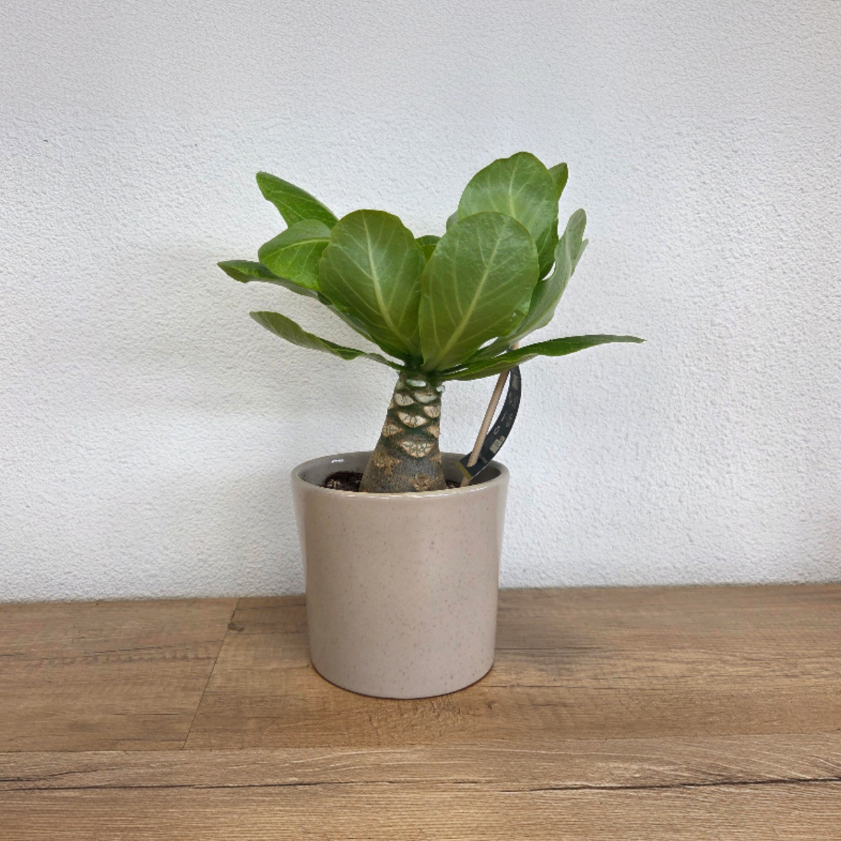 Florastore Hawaii-Palme - Brighamia Insignis - Höhe 25-35Cm - Topf 12Cm