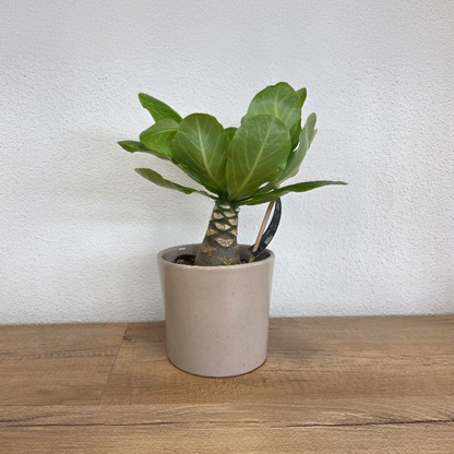 Florastore Hawaii-Palme - Brighamia Insignis - Höhe 25-35Cm - Topf 12Cm