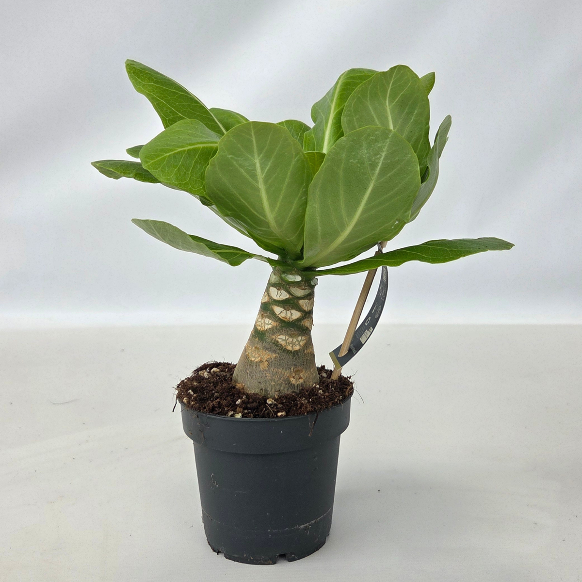 Florastore Hawaii-Palme - Brighamia Insignis - Höhe 25-35Cm - Topf 12Cm