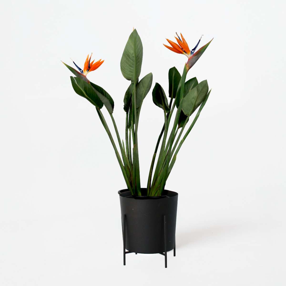 Florastore Paradiesvogelblume - Strelitzia Reginae - Mit Blüten - Höhe 70-100Cm - Ø19Cm