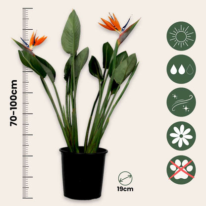 Florastore Paradiesvogelblume - Strelitzia Reginae - Mit Blüten - Höhe 70-100Cm - Ø19Cm