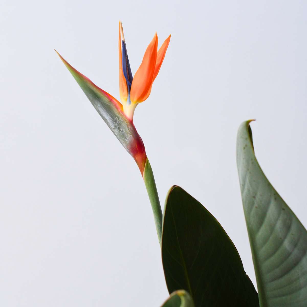 Florastore Paradiesvogelblume - Strelitzia Reginae - Mit Blüten - Höhe 70-100Cm - Ø19Cm
