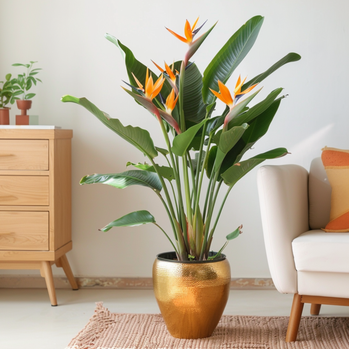 Florastore Paradiesvogelblume - Strelitzia Reginae - Mit Blüten - Höhe 70-100Cm - Ø19Cm