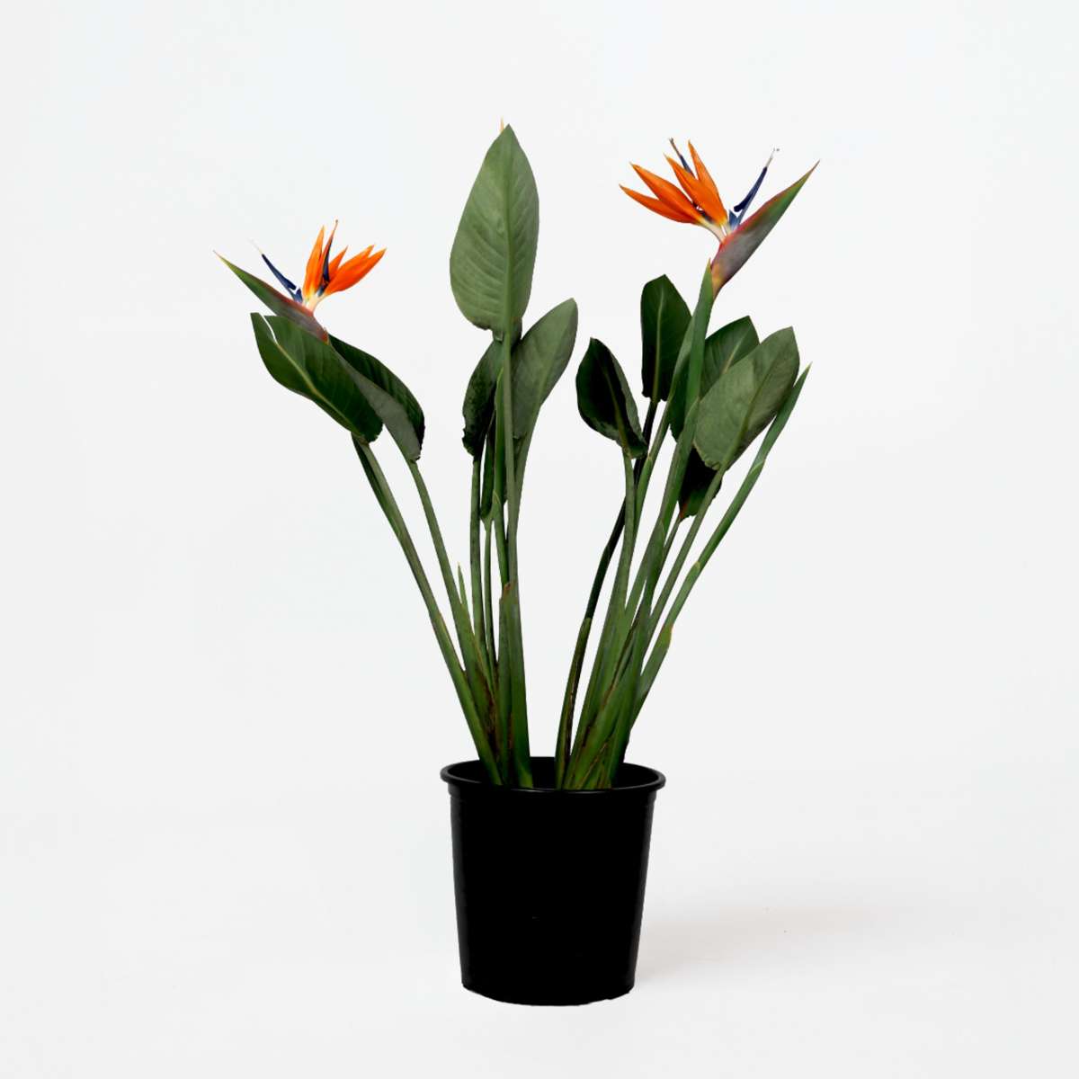 Florastore Paradiesvogelblume - Strelitzia Reginae - Mit Blüten - Höhe 70-100Cm - Ø19Cm