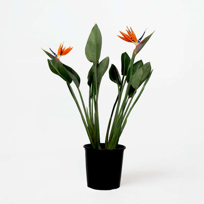 Florastore Paradiesvogelblume - Strelitzia Reginae - Mit Blüten - Höhe 70-100Cm - Ø19Cm