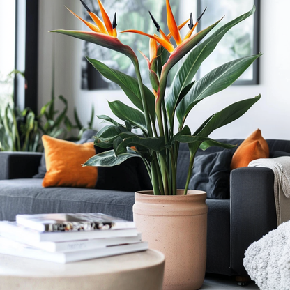 Florastore Paradiesvogelblume - Strelitzia Reginae - Mit Blüten - Höhe 70-100Cm - Ø19Cm